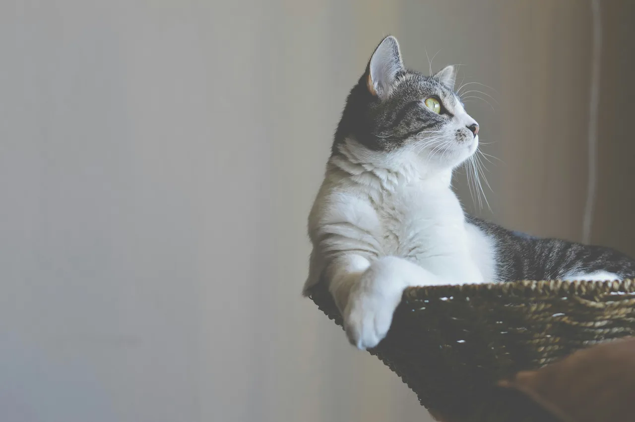 15+ Magical Harry Potter Cat Names Crookshanks & Hedwig
