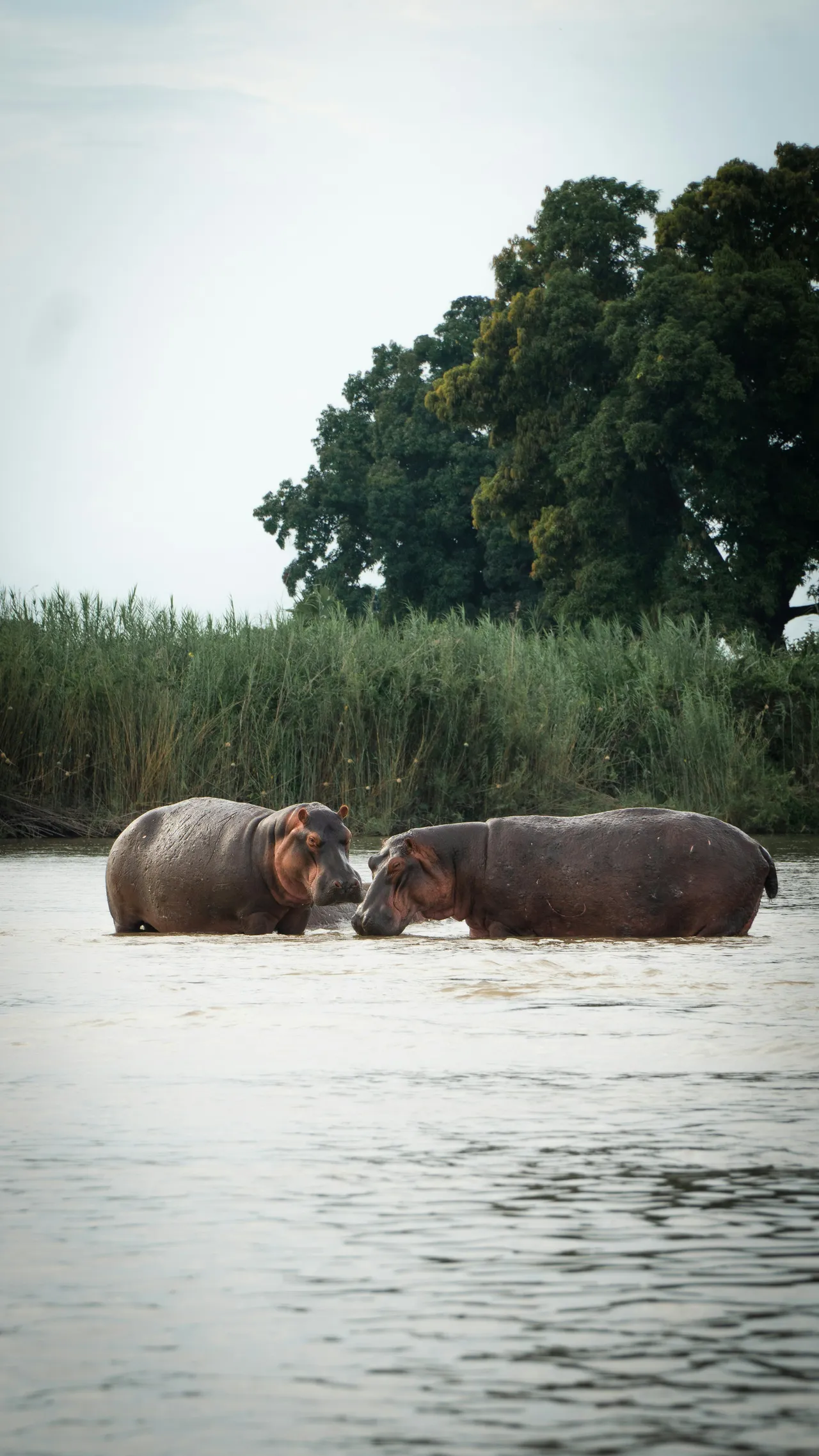 15+ Mighty Hippo Names: River & Pond