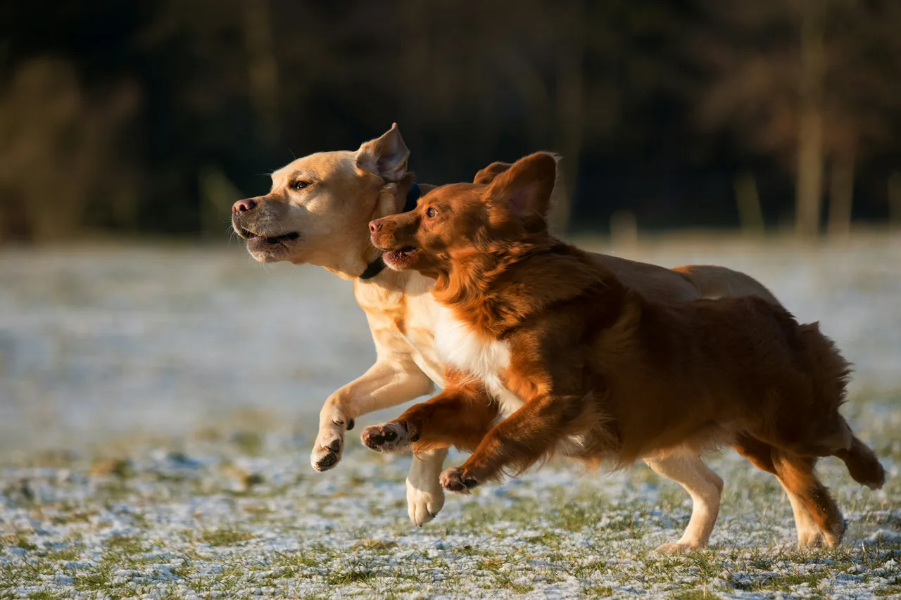 10 Unique Hipster Dog Names: Cool & Ironic