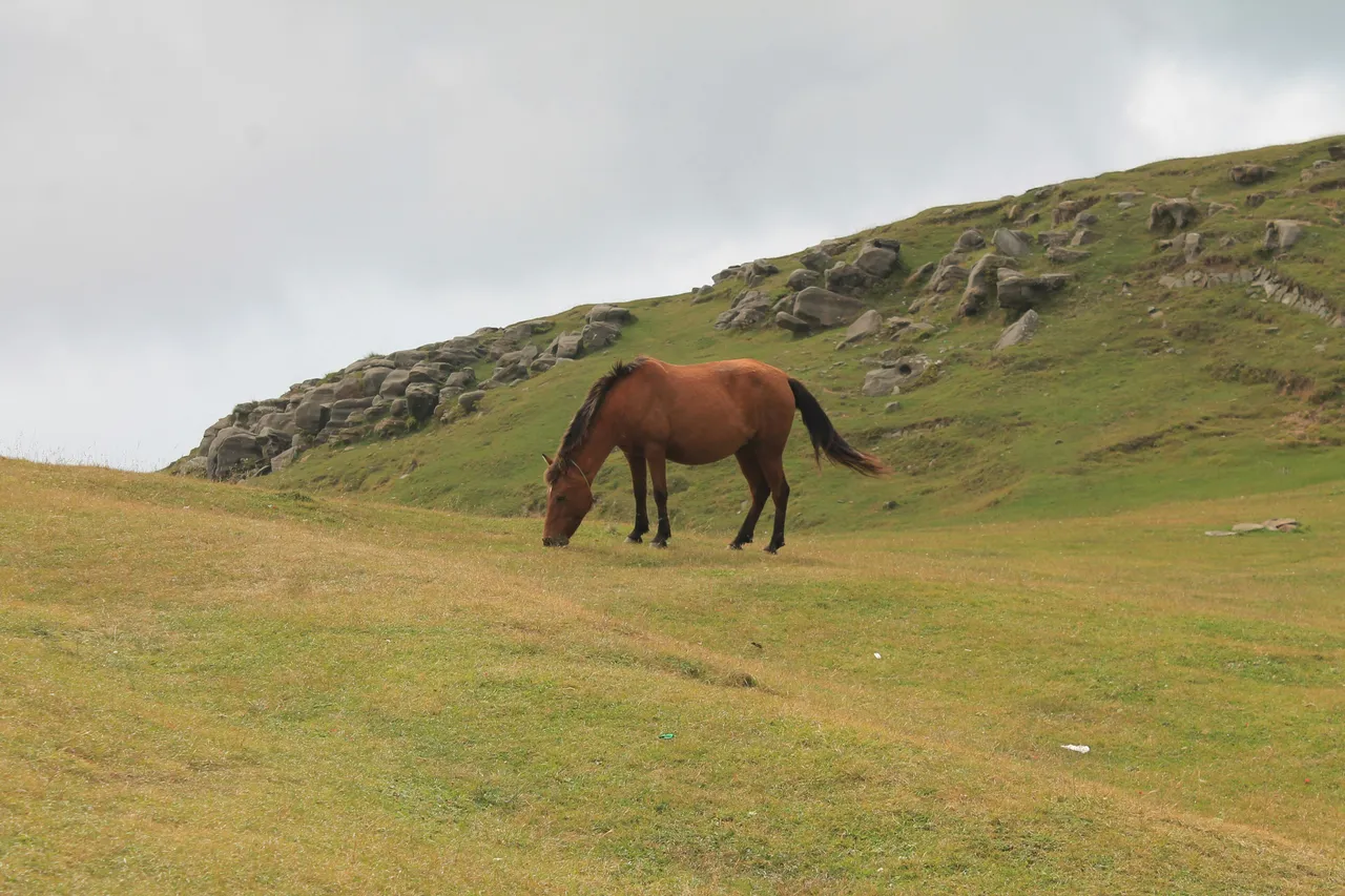 15+ Majestic Horse Names: Stable & Field