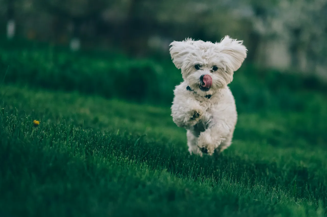 25+ Keen Hound Dog Names: Tracker & Scout