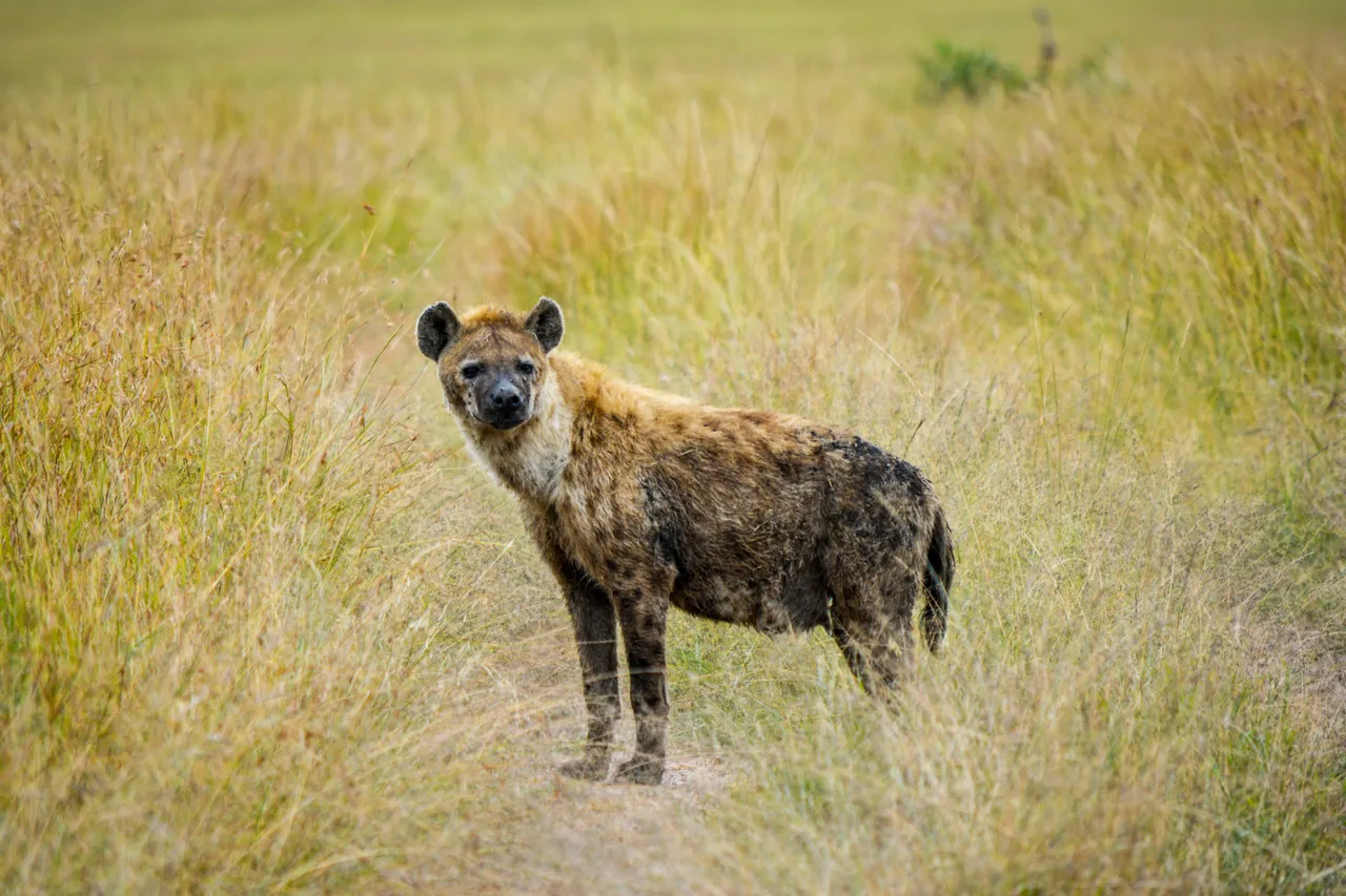 10+ Bold Hyena Names: Savanna & Beyond