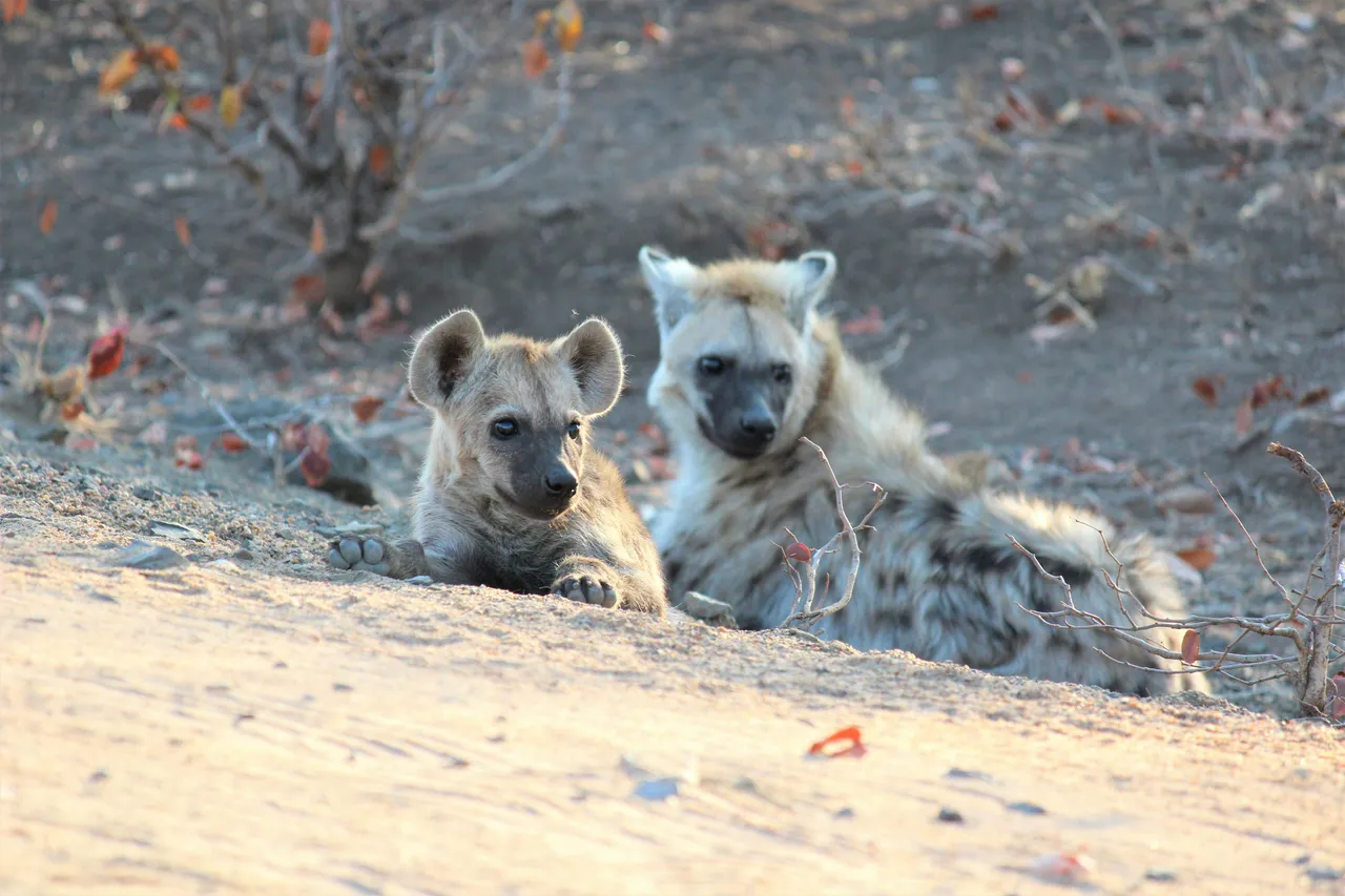 15+ Wild Hyena Names: Shenzi & Banzai