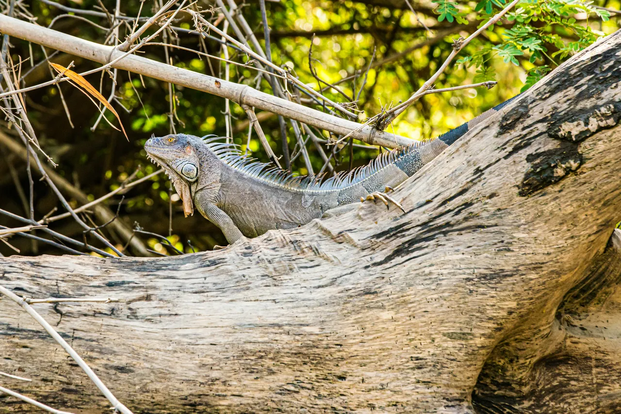 8+ Cool Iguana Names: Tropical & Exotic