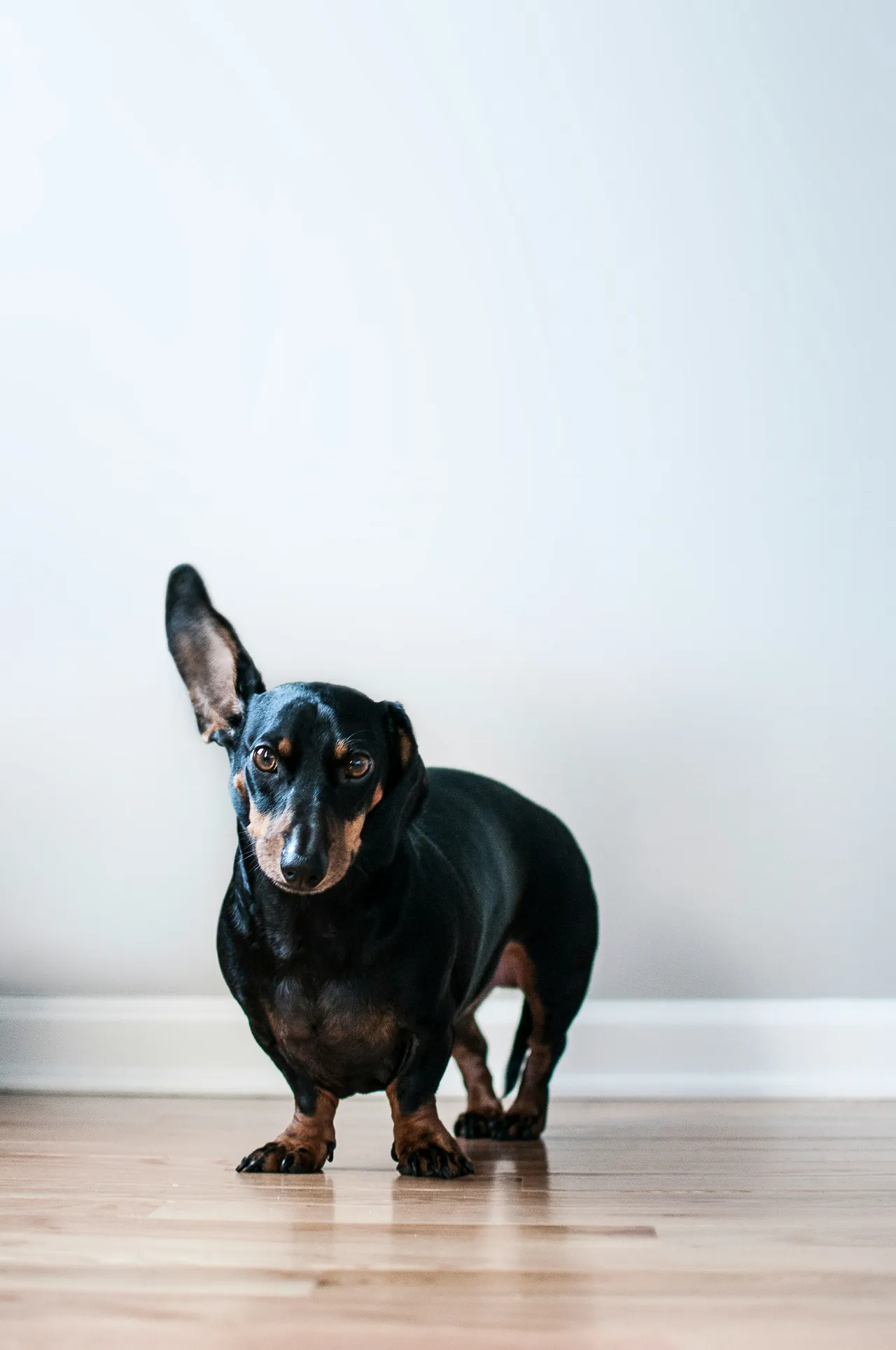 15 Ultimate Jeep Dog Names: Tough & Adventurous