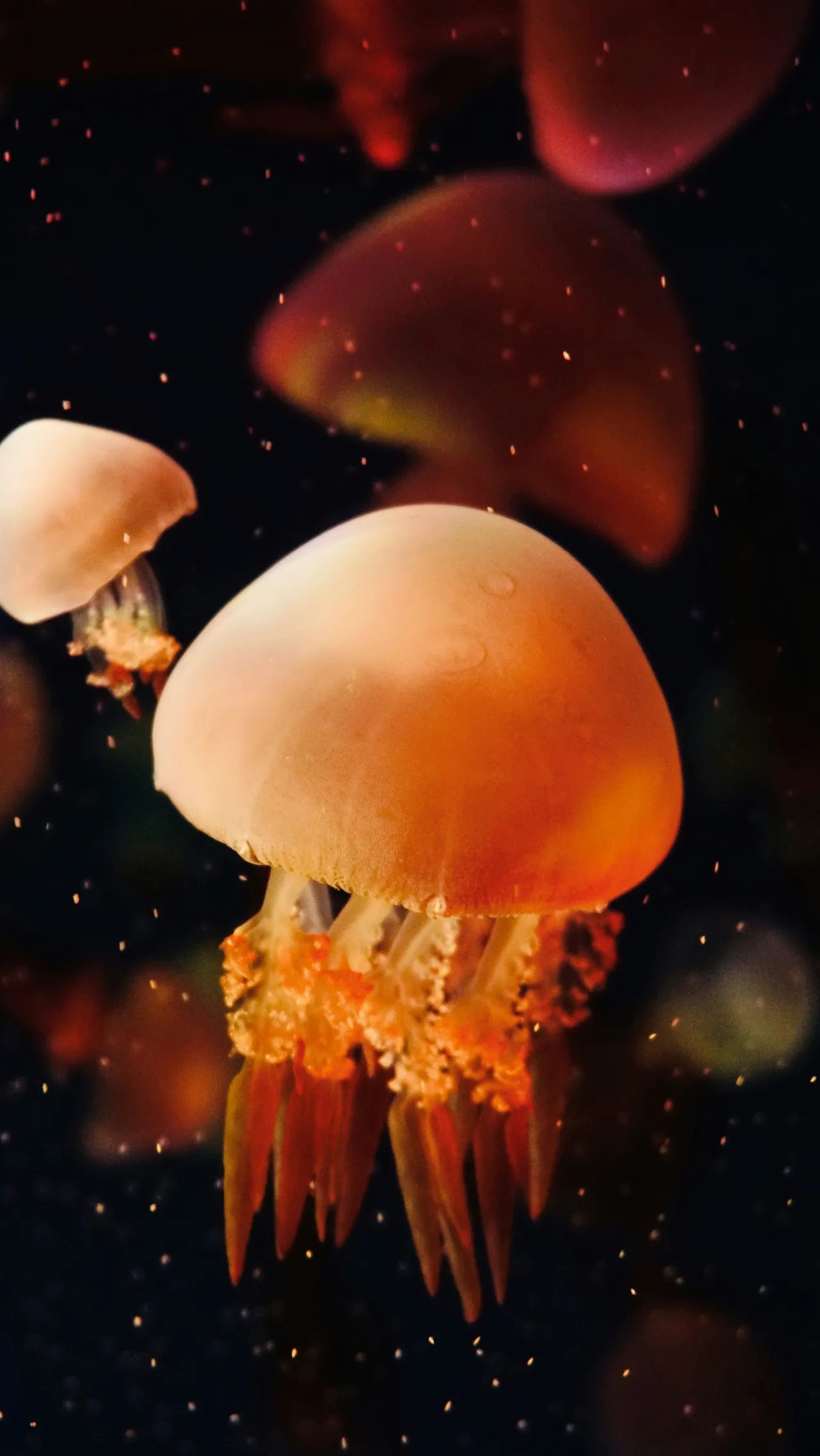 10+ Mesmerizing Jellyfish Names: Ocean & Glow