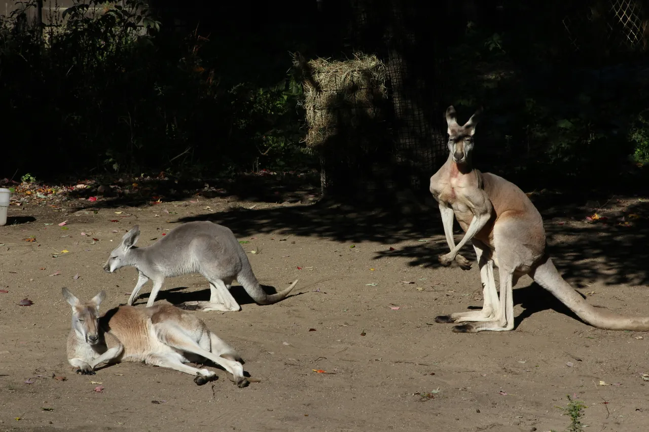 12+ Bouncy Kangaroo Names: Outback & Hops