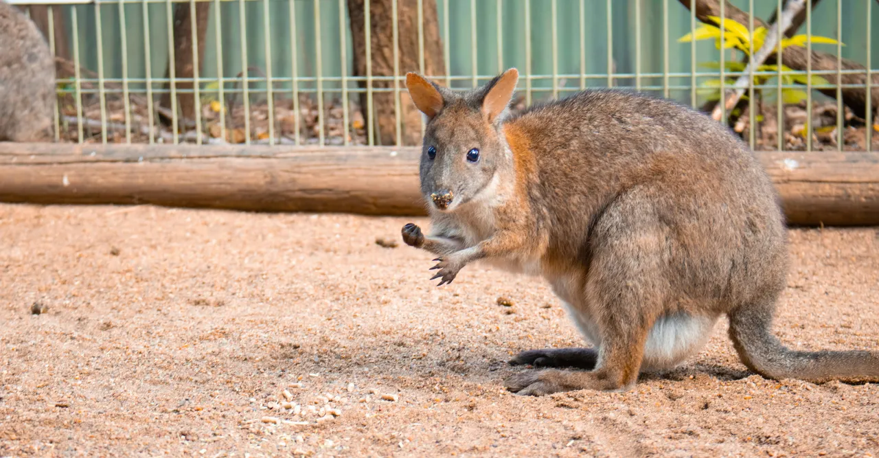 15+ Hopping Kangaroo Names Roo & Skippy