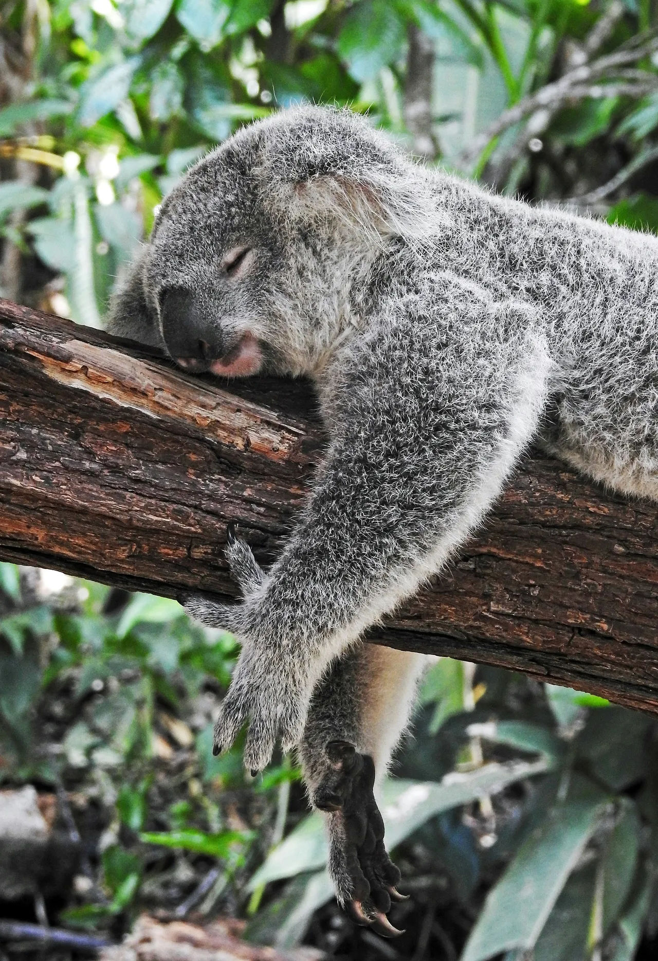 12+ Cute Koala Names: Eucalyptus & Beyond