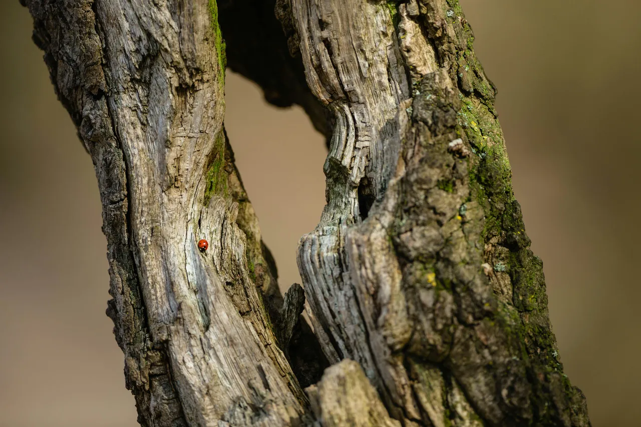 10+ Cute Ladybug Names: Garden & Spots