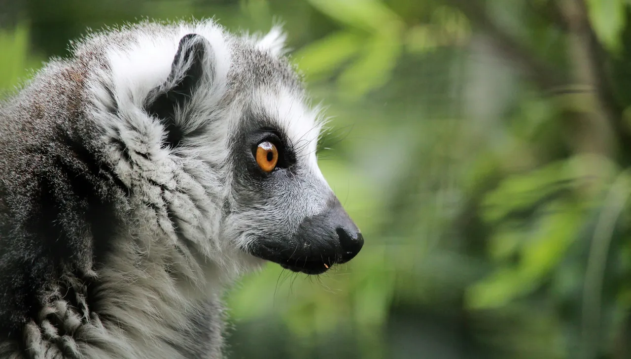 15+ Playful Lemur Names Moko & Zoboomafoo