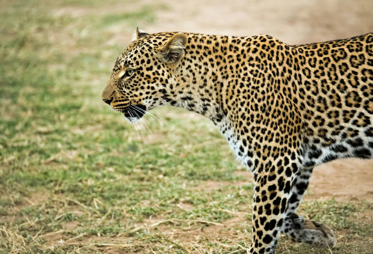 10+ Graceful Leopard Names: Savanna & Spots