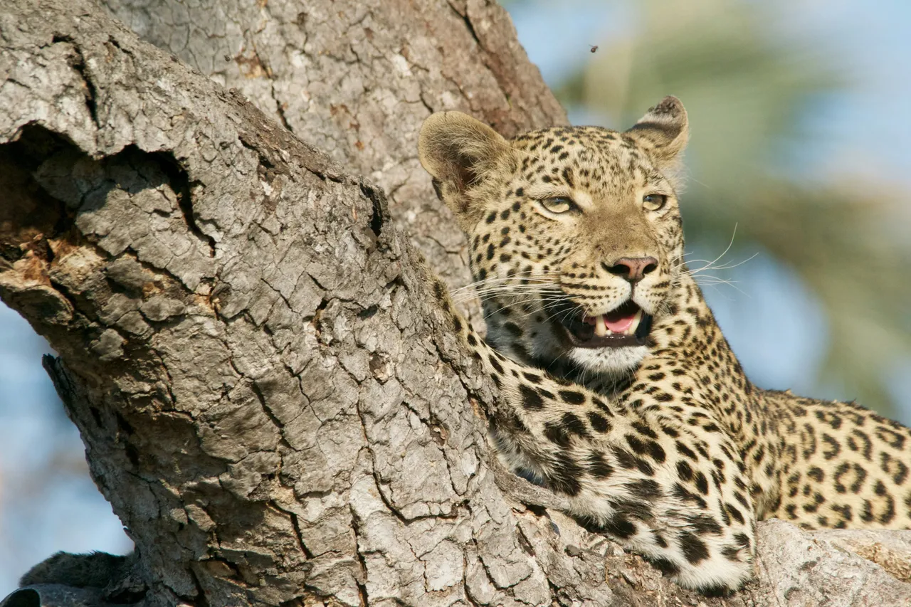 20+ Spotted Leopard Names: Spot & Leo
