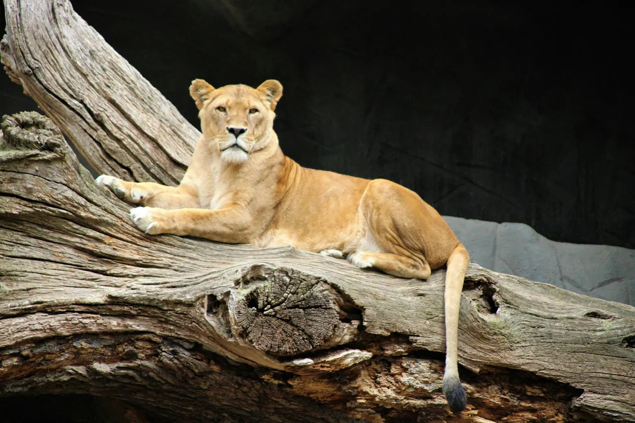 12+ Regal Lion King Names: Pride & Savanna