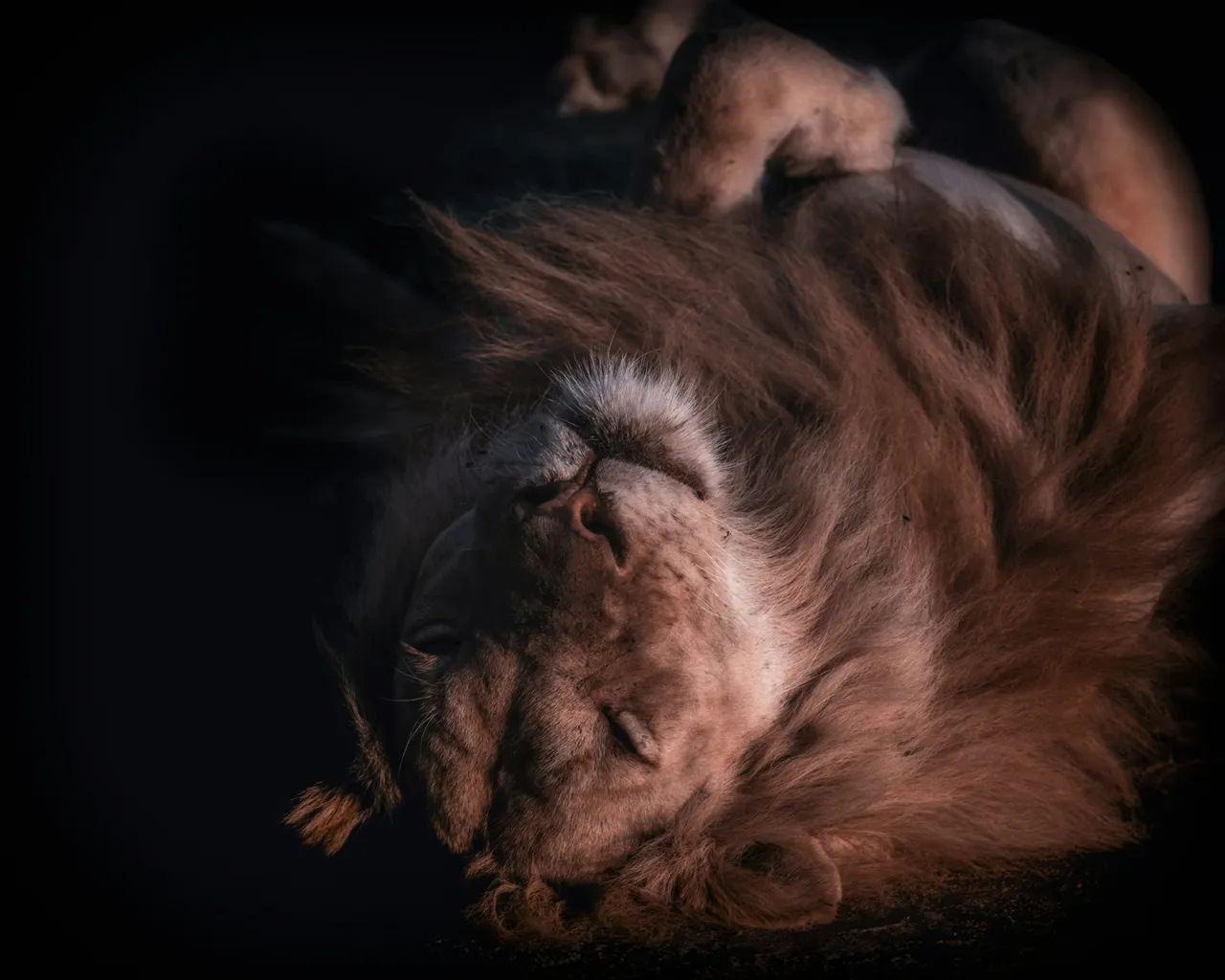 12+ Regal Lion Names: Savanna & Pride
