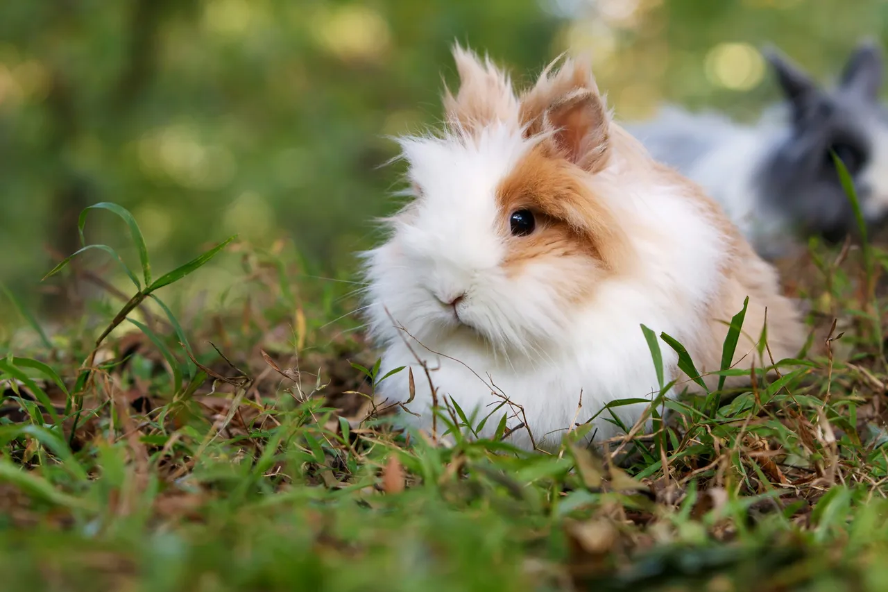 20+ Majestic Lionhead Rabbit Names: Regal & Playful