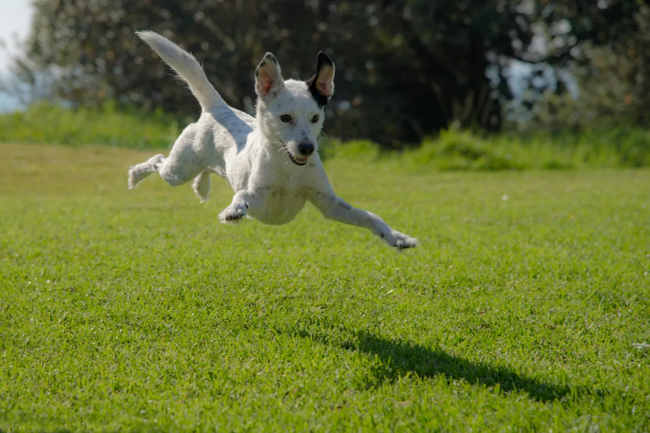 20+ Bookish Dog Names: Holmes & Dickens
