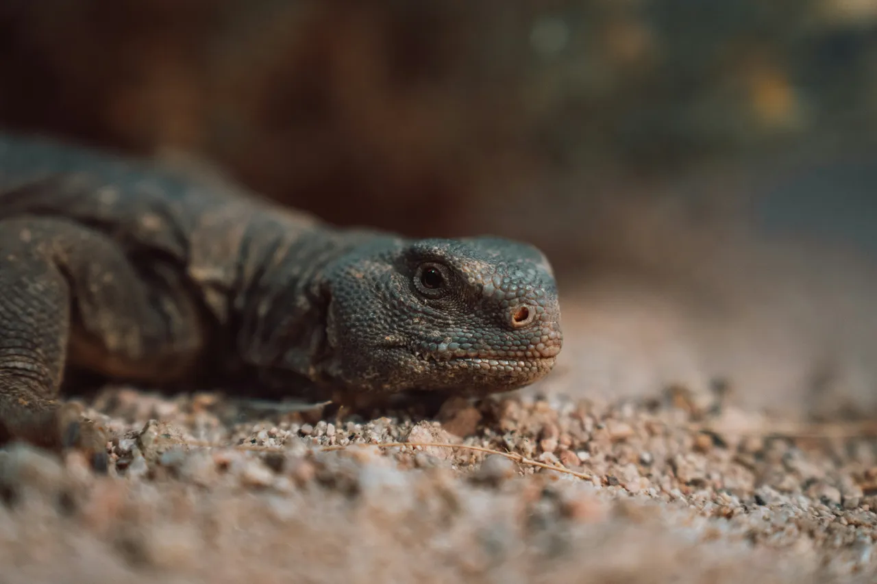 15+ Scaly Lizard Names: Draco & Iggy