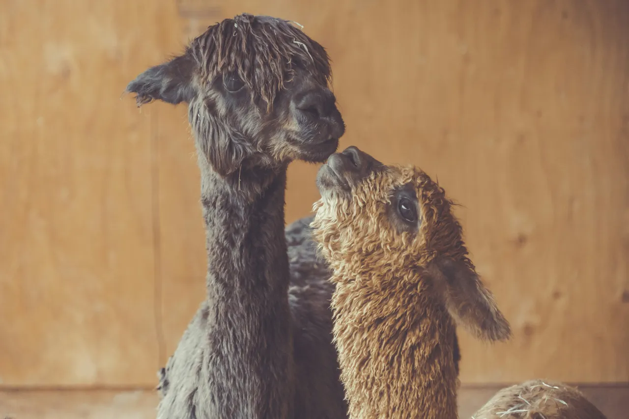 10+ Quirky Llama Names: Mountain & Meadow