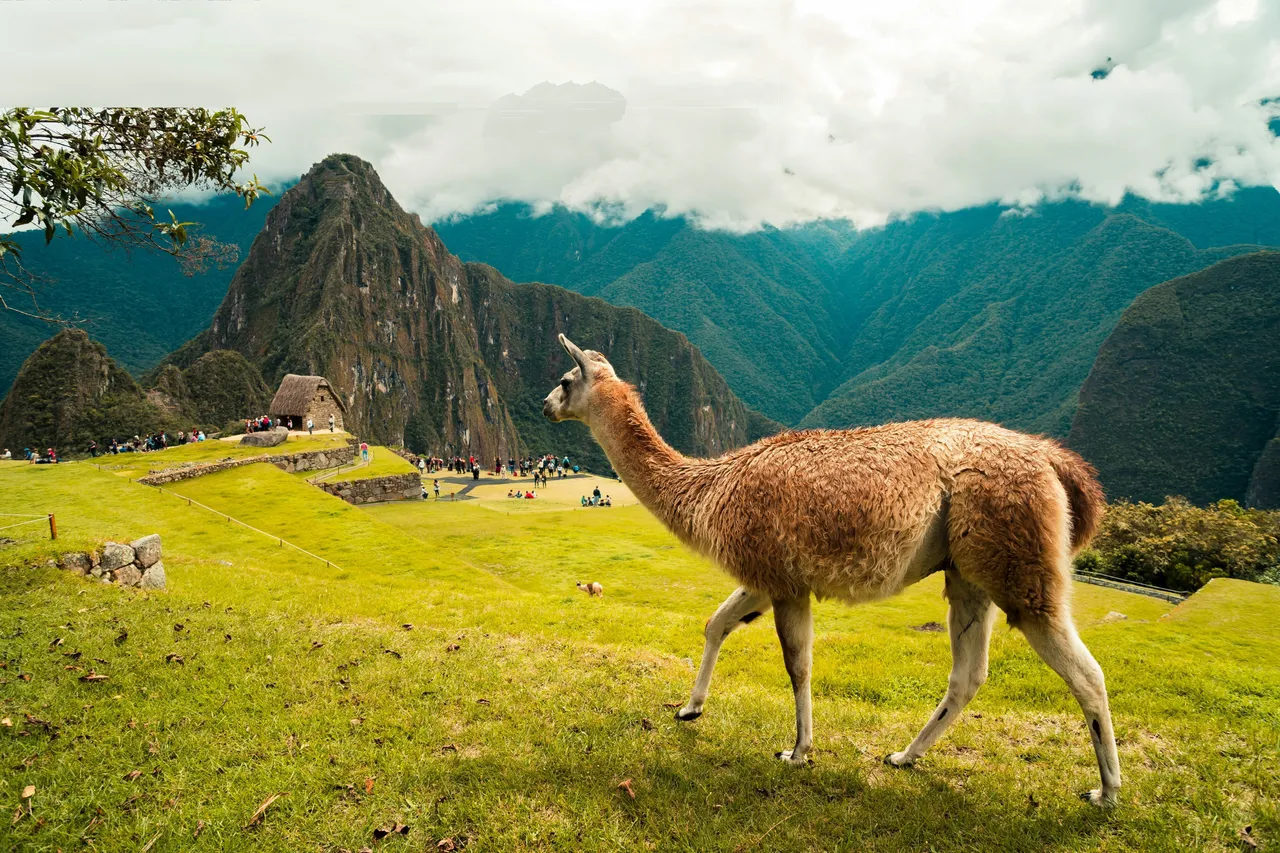 15+ Quirky Llama Names Paco & Luna