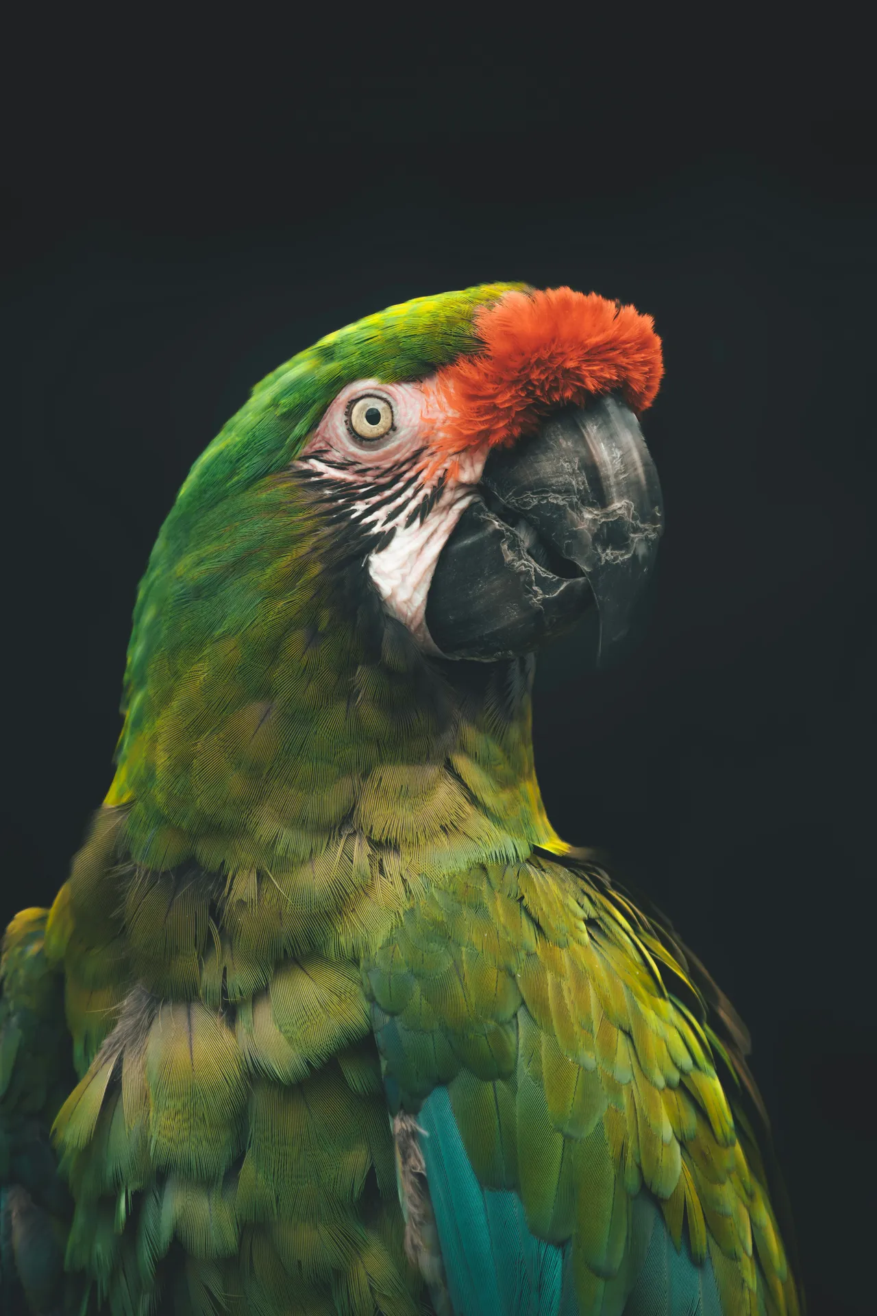 15+ Sweet Lovebird Names Lovey & Dovey