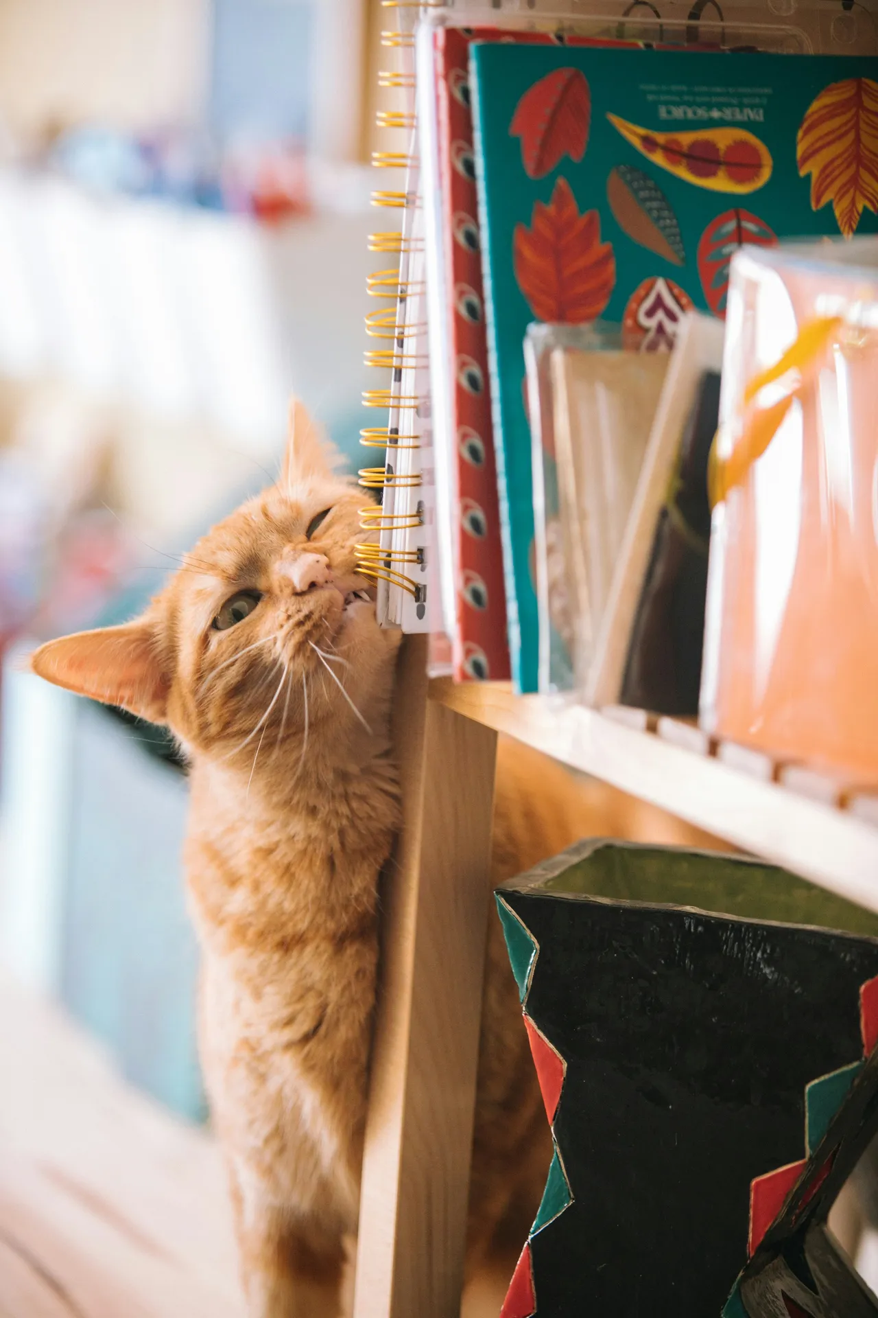 20+ Enchanting Magical Cat Names Luna & Merlin