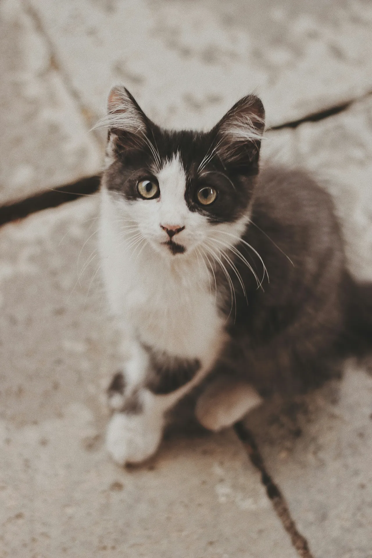 50+ Best Male Cat Names: Strong & Unique