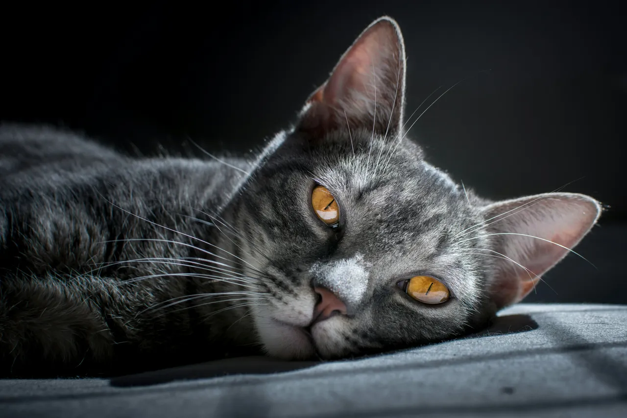 20+ Cinematic Cat Names: Salem & Mr. Bigglesworth