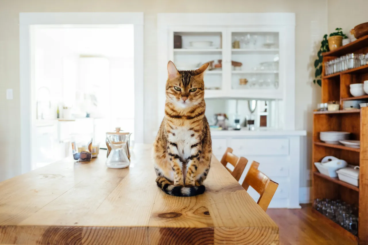 15+ Beautiful Muslim Cat Names: Aisha & Bilal