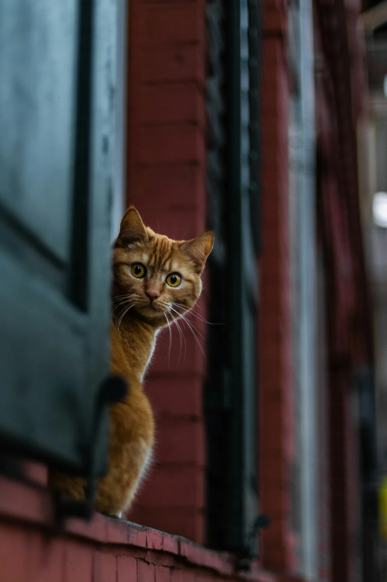 15+ Brainy Nerdy Cat Names: Einstein & Sheldon
