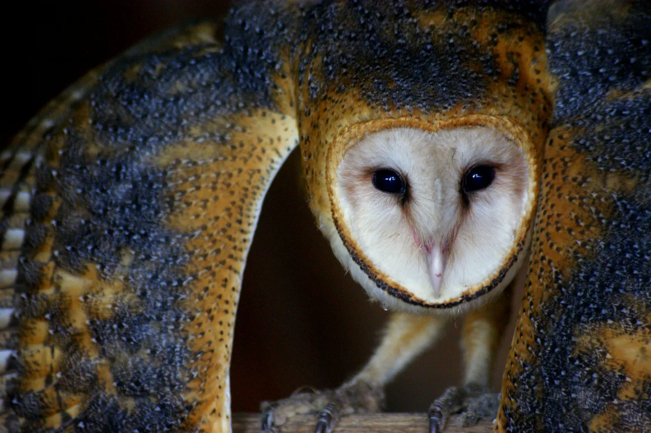 12+ Wise Owl Names: Night & Forest