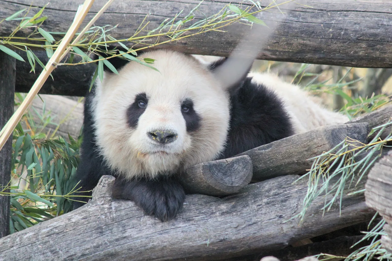 10+ Adorable Panda Names: Bamboo & Forest