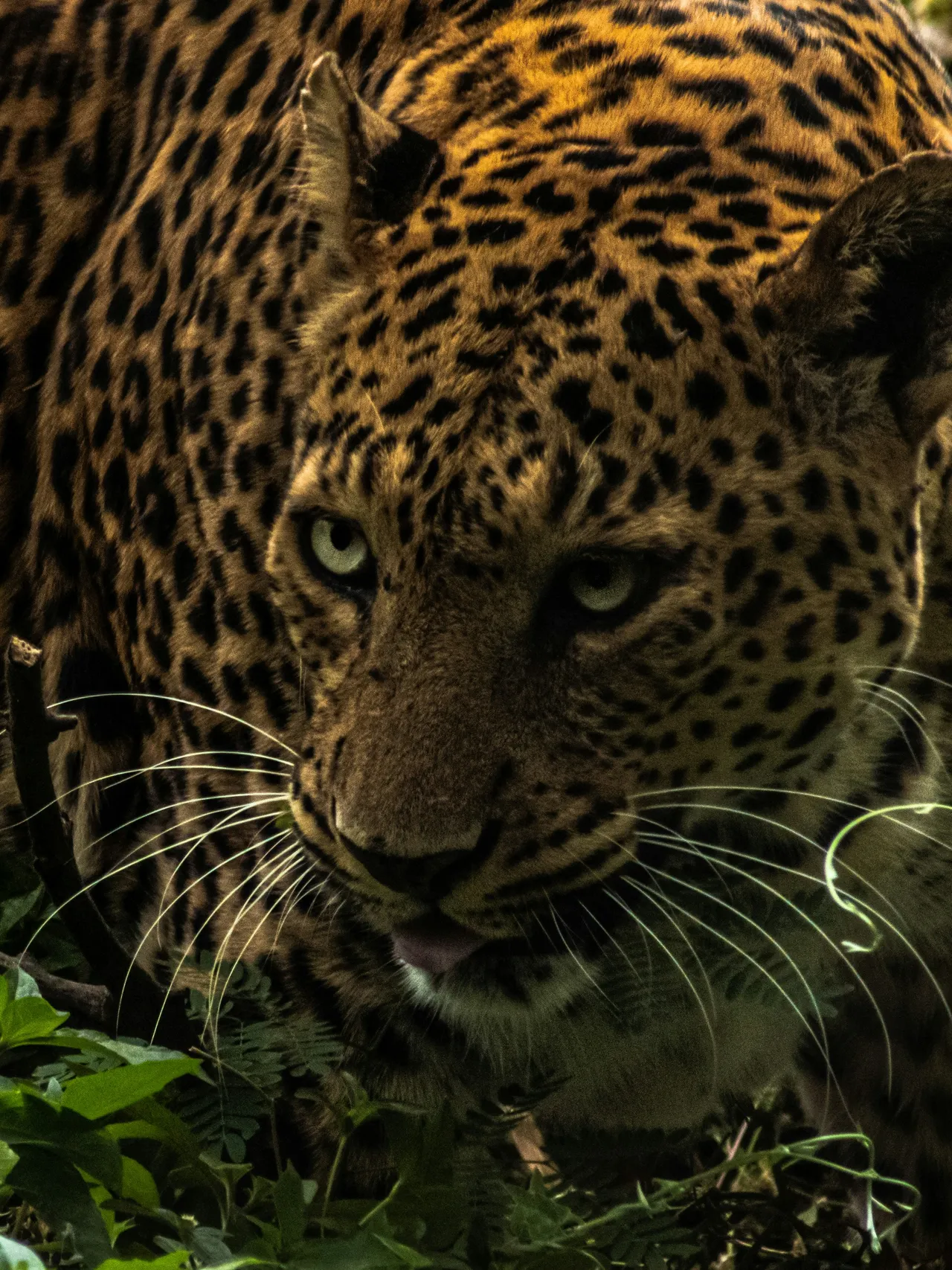12+ Fierce Panther Names: Jungle & Stealth