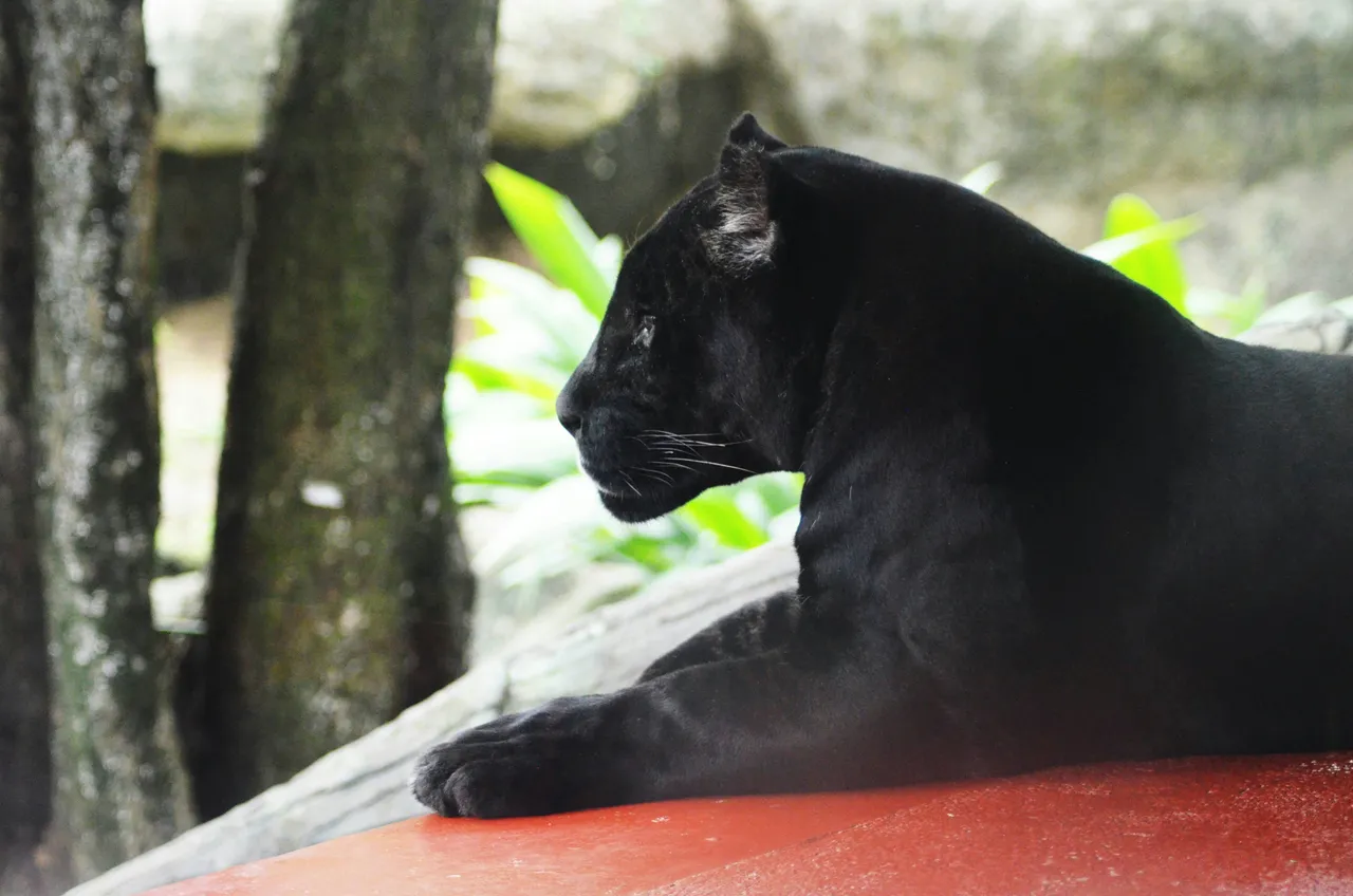 20+ Majestic Panther Names: Shadow & Onyx