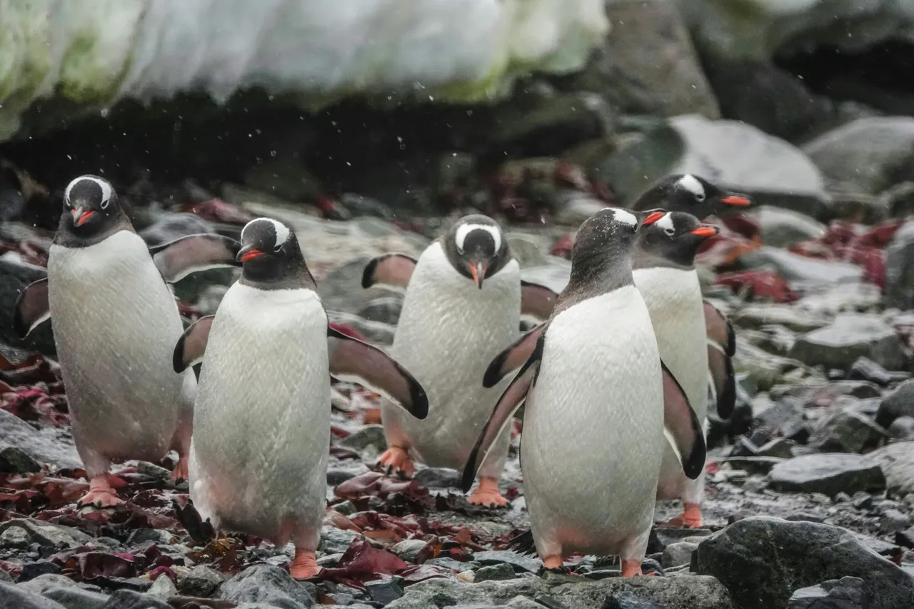 12+ Cute Penguin Names: Ice & Waddle