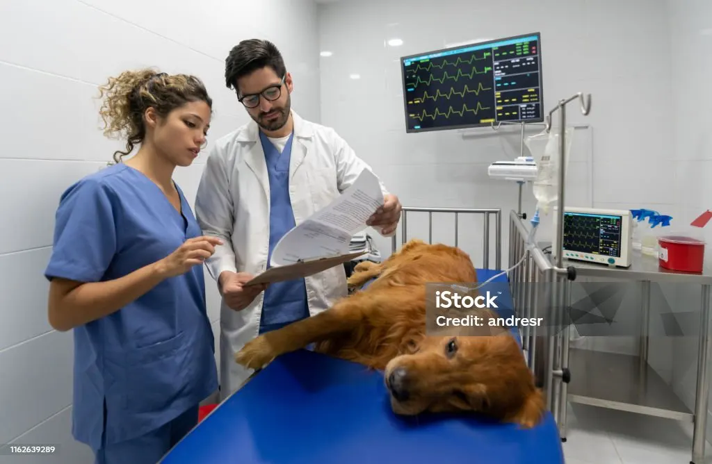 24 Hour Pet Emergency Care: Find Immediate Veterinary Help Near You
