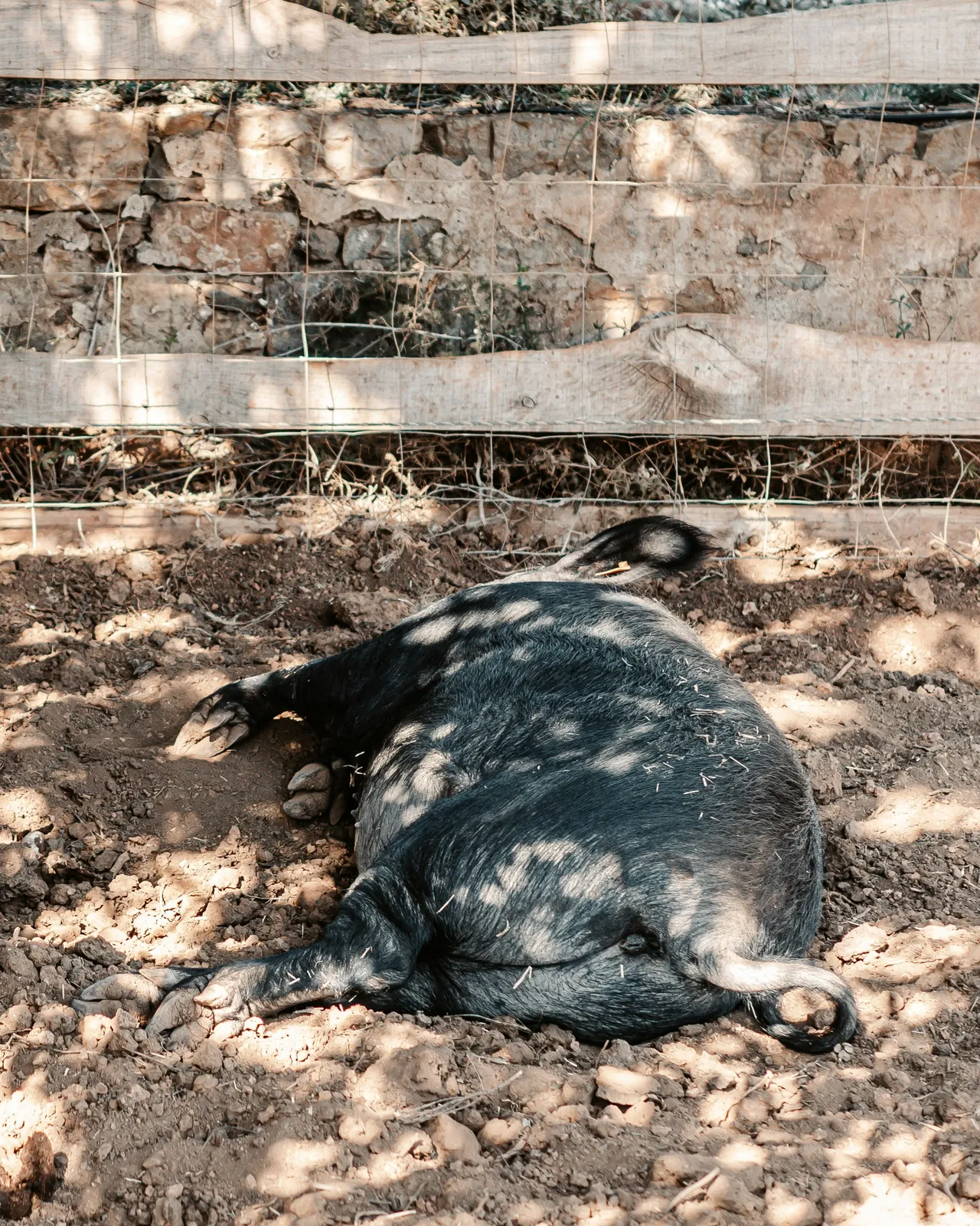 15+ Oink-credible Pig Names Wilbur & Porkchop