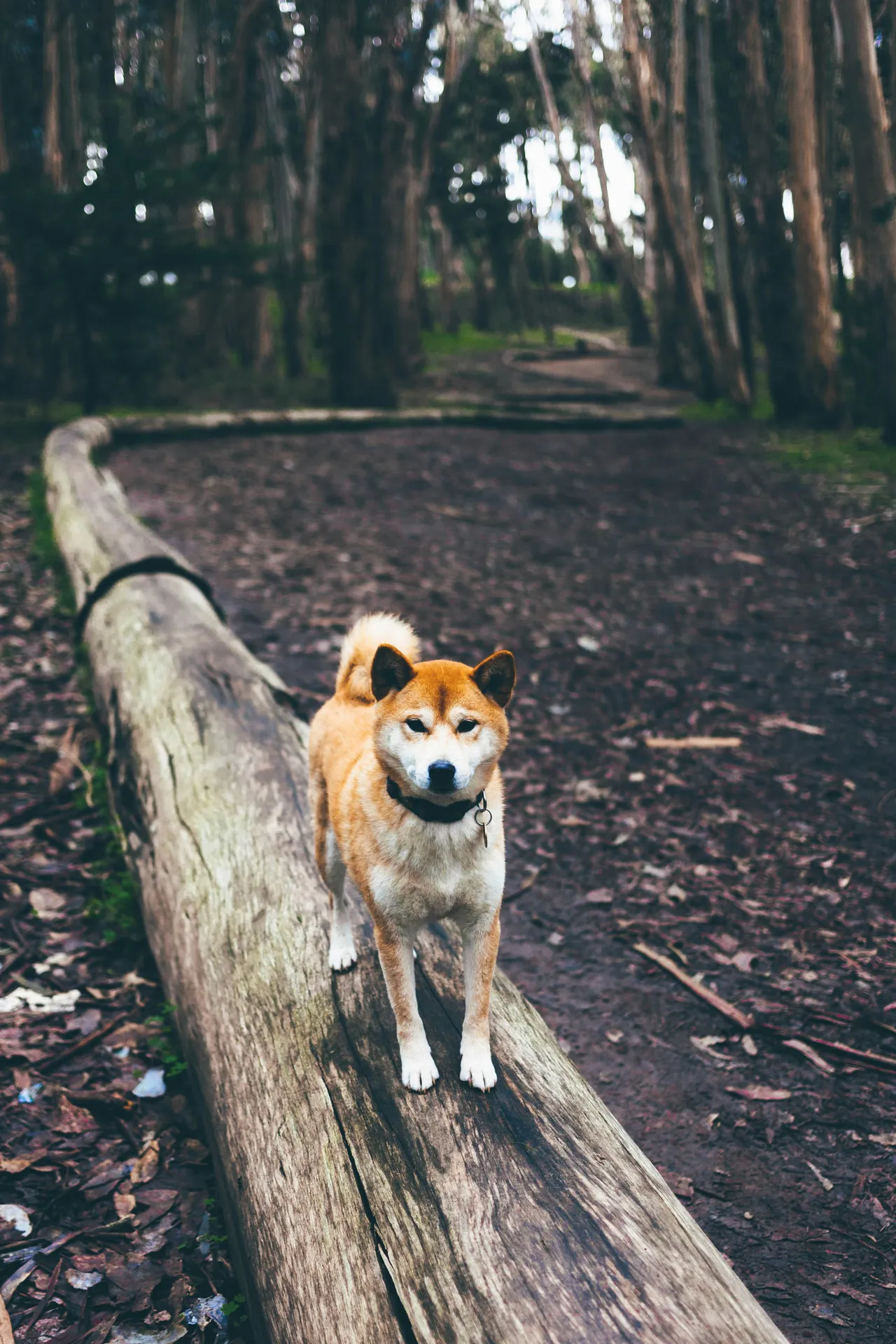 15 Swashbuckling Pirate Dog Names: Captain & Flint