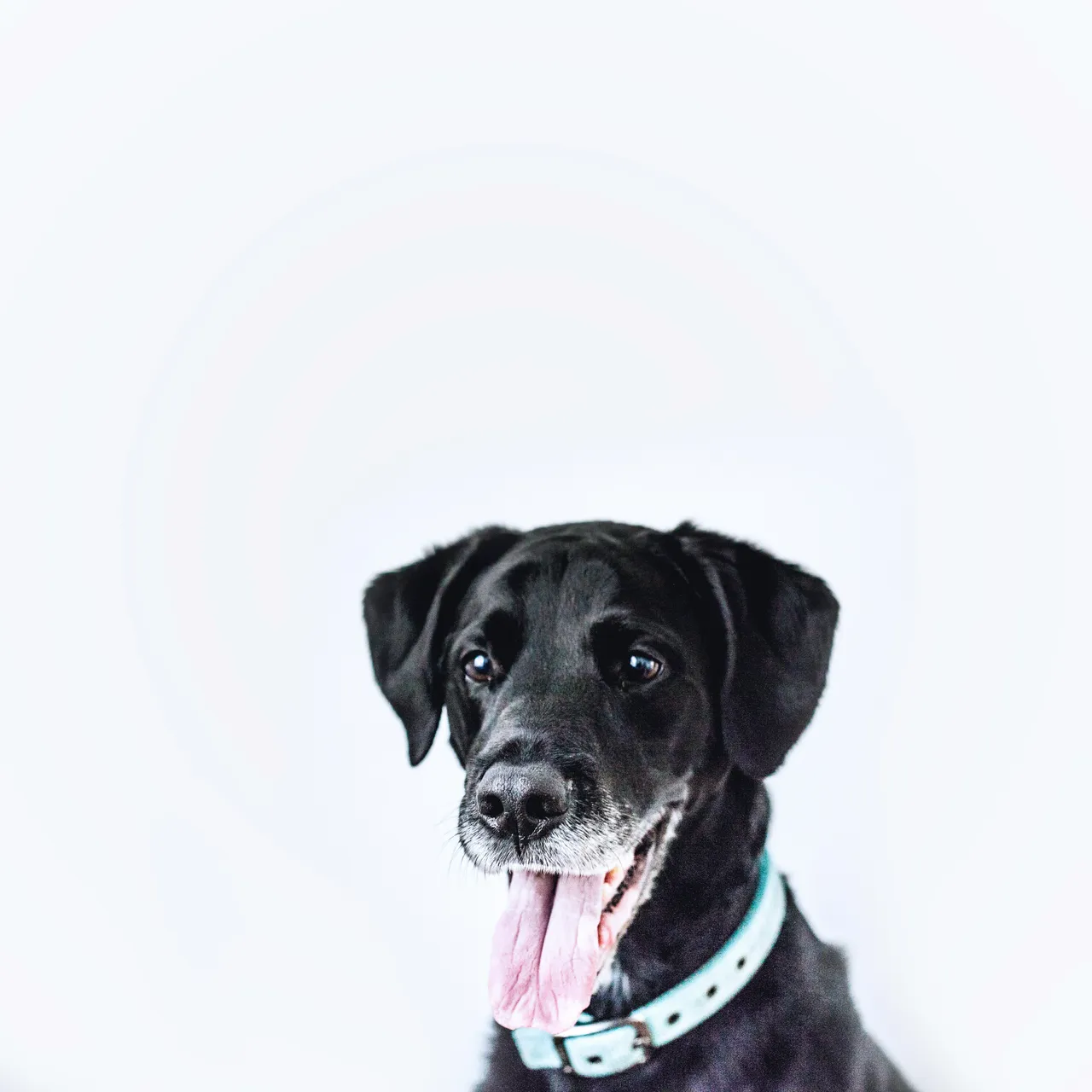 30+ Strong Pitbull Dog Names: Tyson & Luna