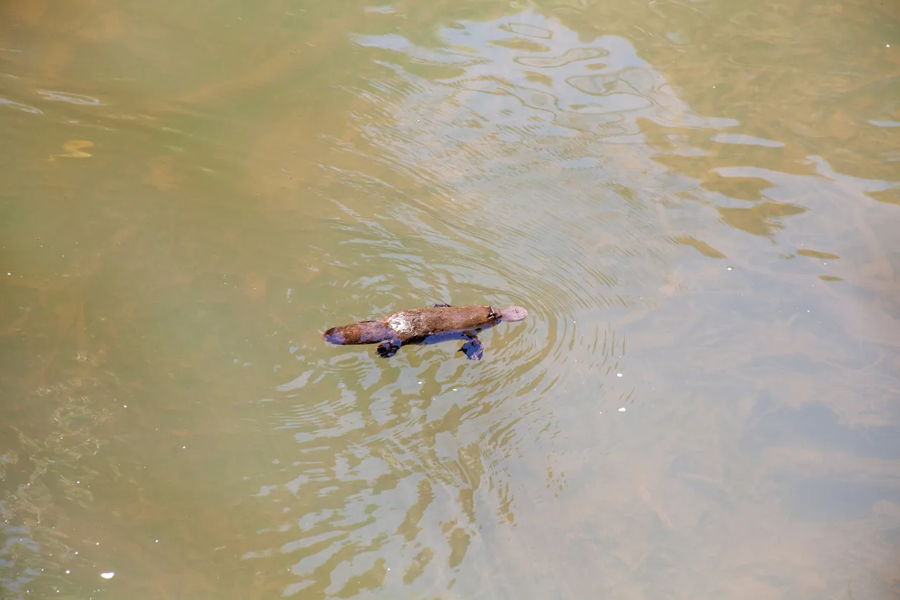 10+ Quirky Platypus Names: River & Unique