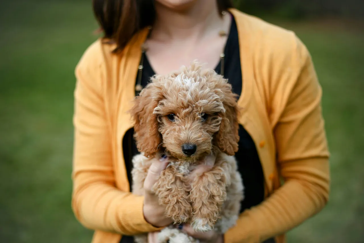 15+ Cute Puppy Names: Home & Play