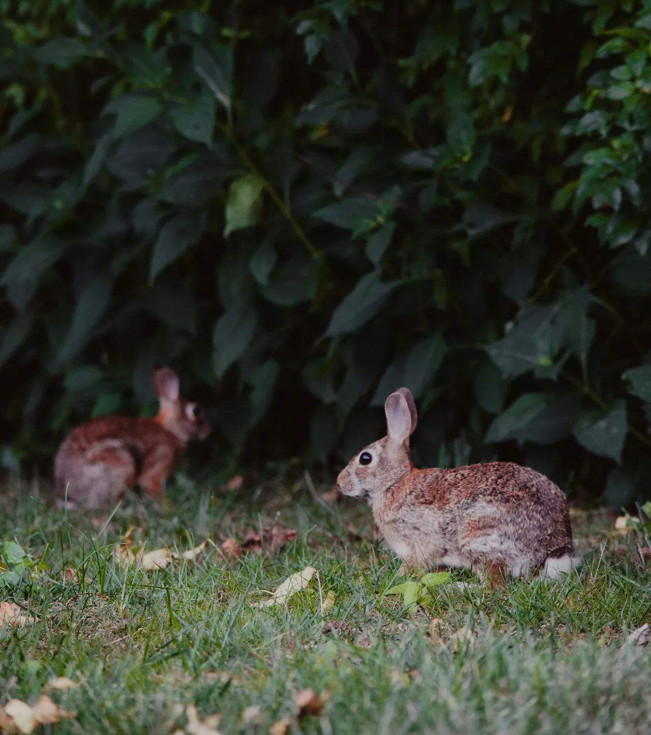 12+ Hoppy Rabbit Names: Burrow & Garden