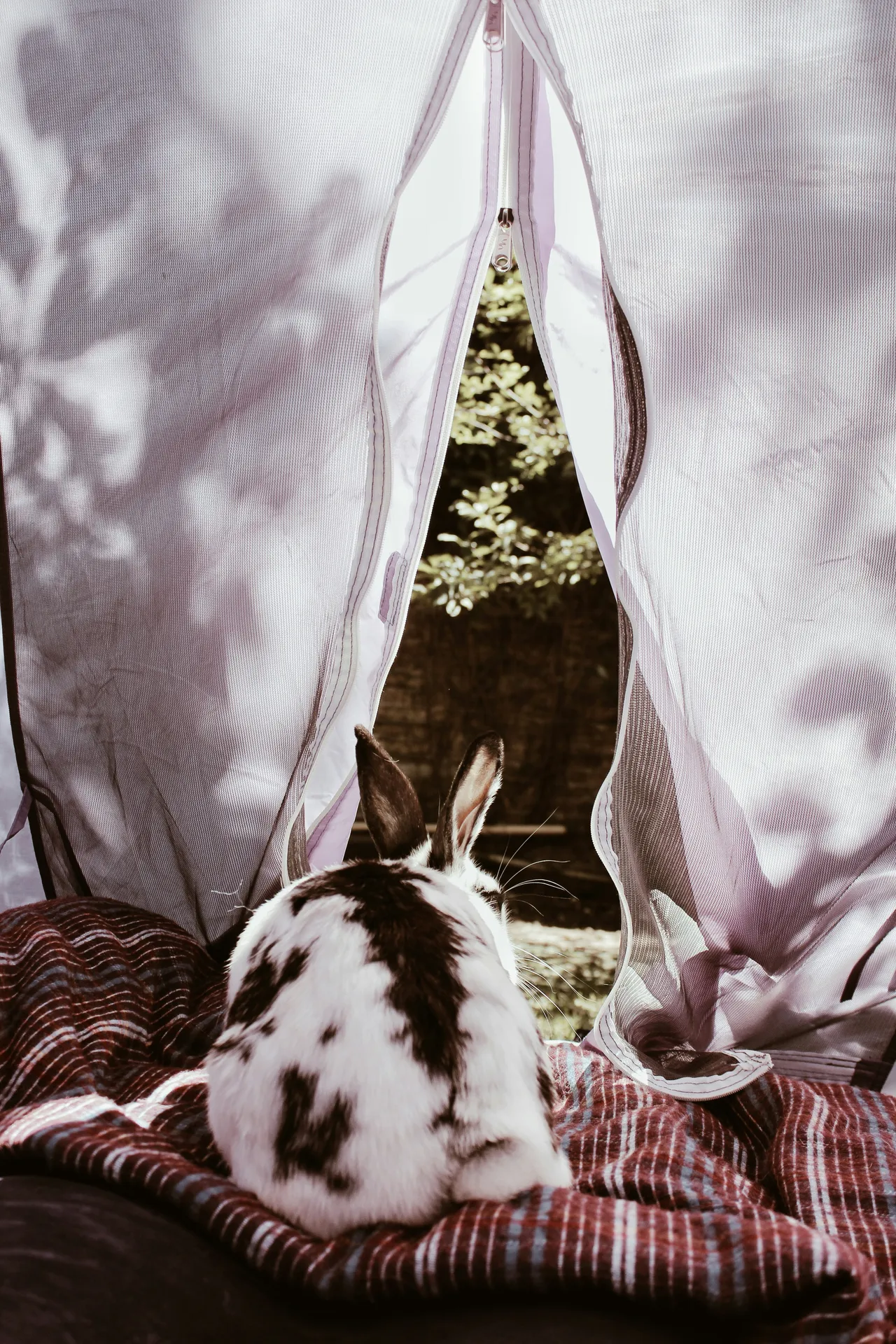 30+ Cute Rabbit Names: Bunnies & Flopsy