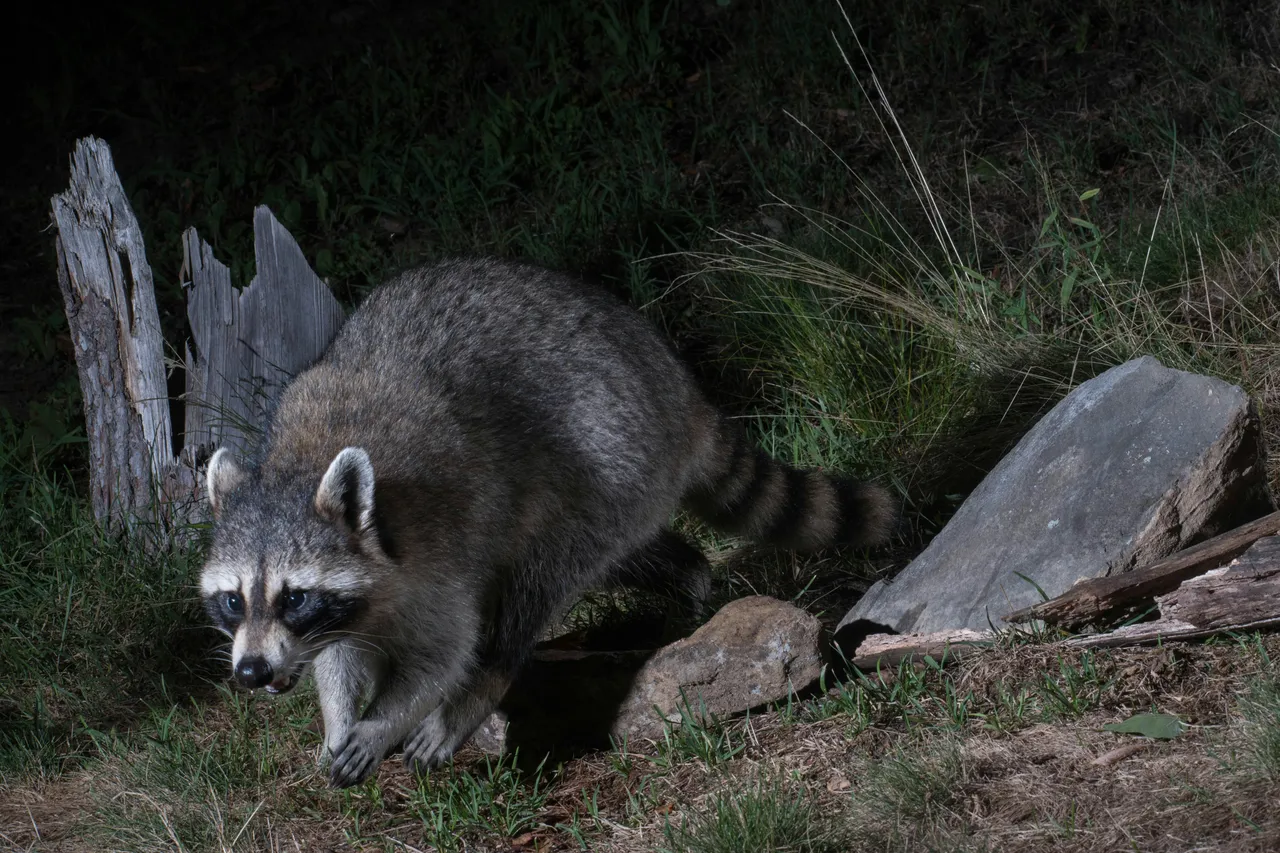 20+ Clever Raccoon Names: Bandit & Rocket