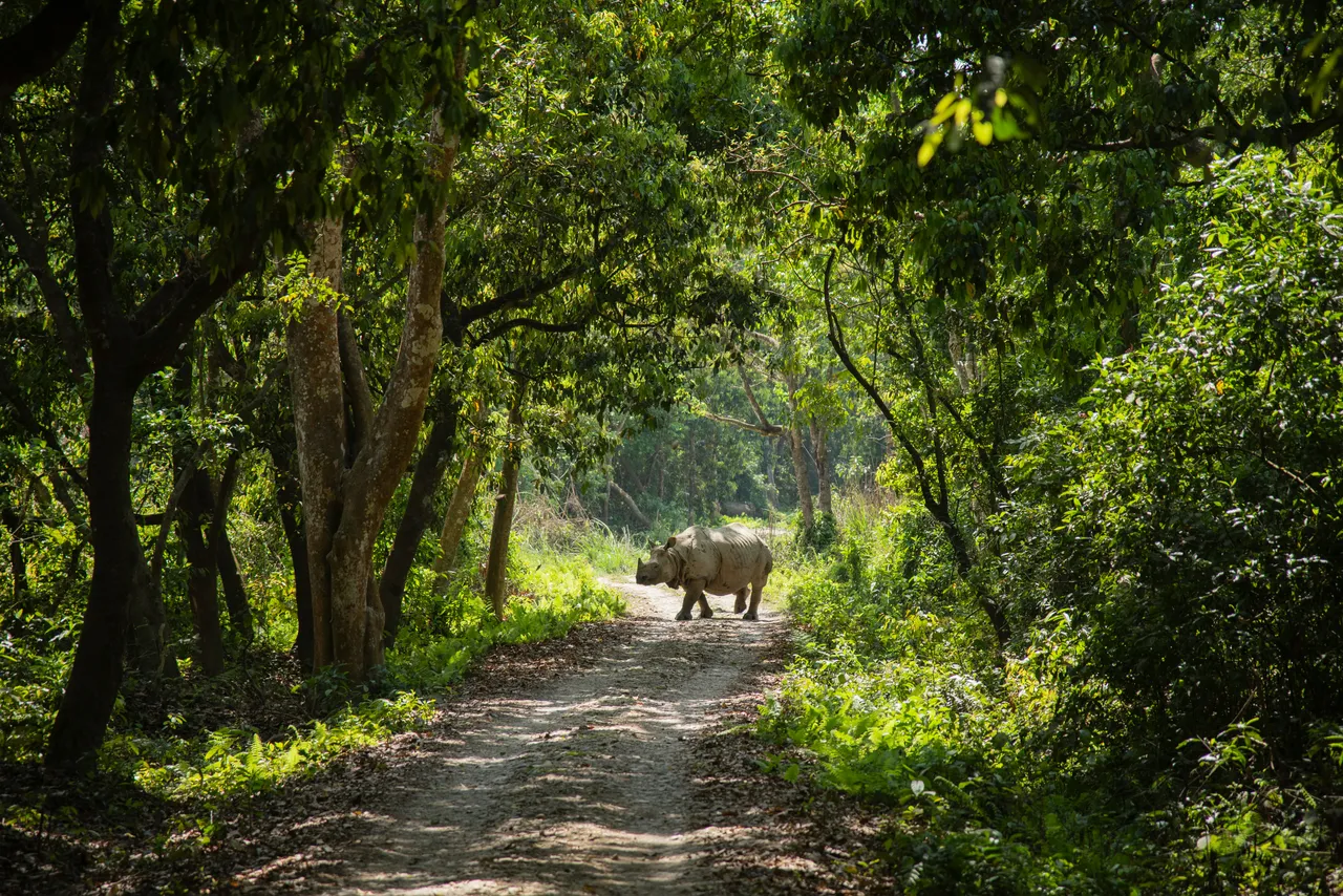 15+ Powerful Rhinoceros Names Rhino & Hercules