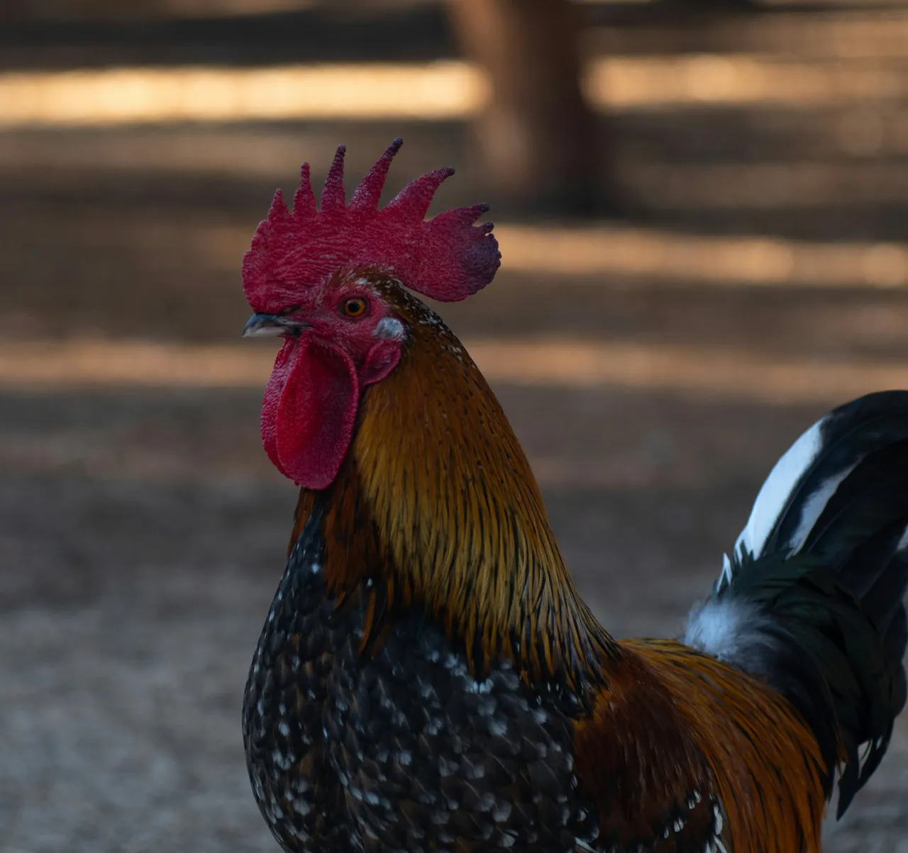 15+ Cock-a-Doodle-Doo Rooster Names: Rooster & Chanticleer
