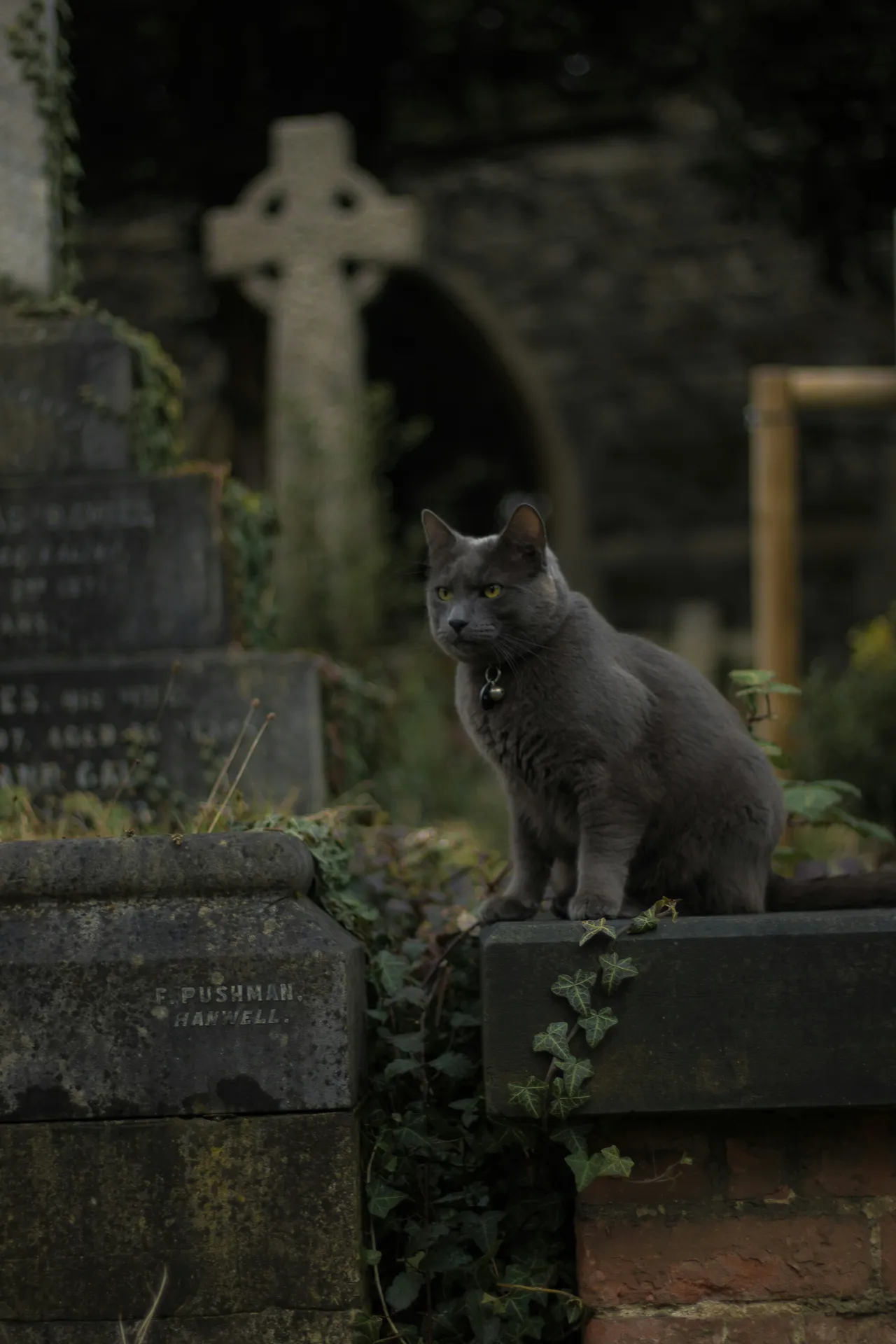 20+ Regal Cat Names: King & Queen