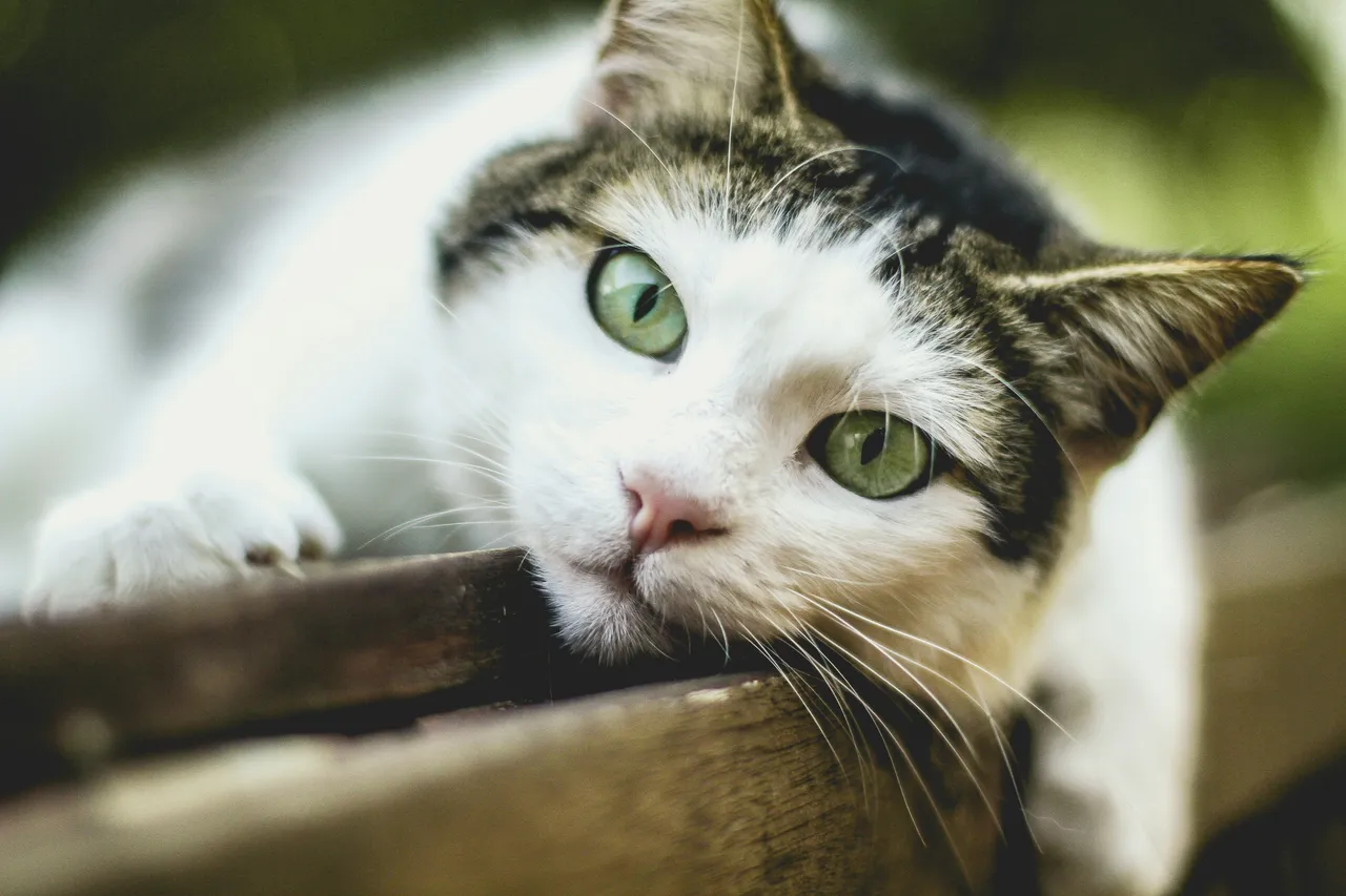 15+ Spirited Sassy Cat Names Diva & Spitfire