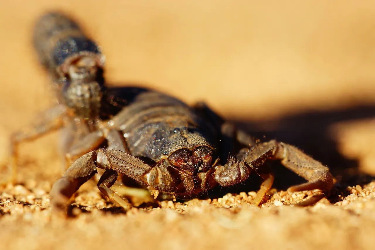 10+ Fierce Scorpion Names: Desert & Venom