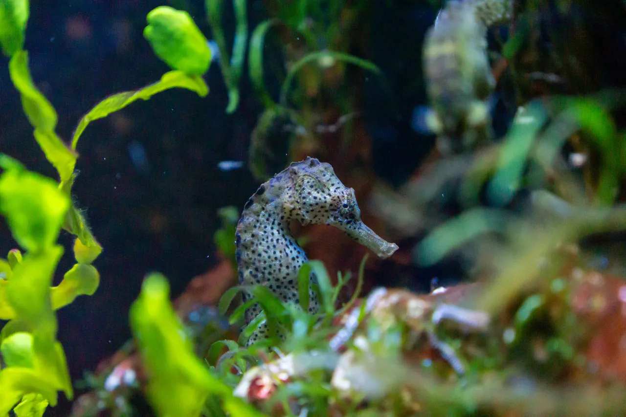 8+ Unique Seahorse Names: Ocean & Grace